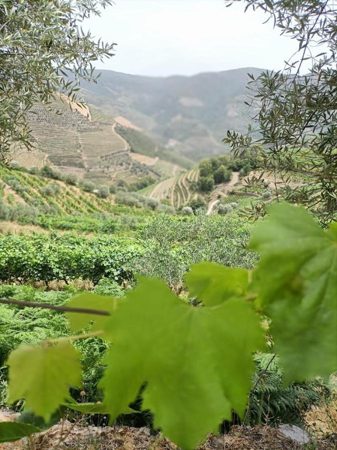 Quinta Da Laceira - Douro Valley - Alojamento Local Vila Real Exterior foto